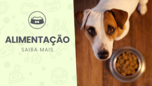 Read more about the article Alimentação