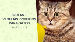 Read more about the article Frutas e vegetais proibidos para gatos