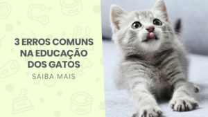 Read more about the article 3 Erros comuns na educação dos gatos