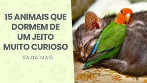 Read more about the article 15 animais que dormem de um jeito muito curioso