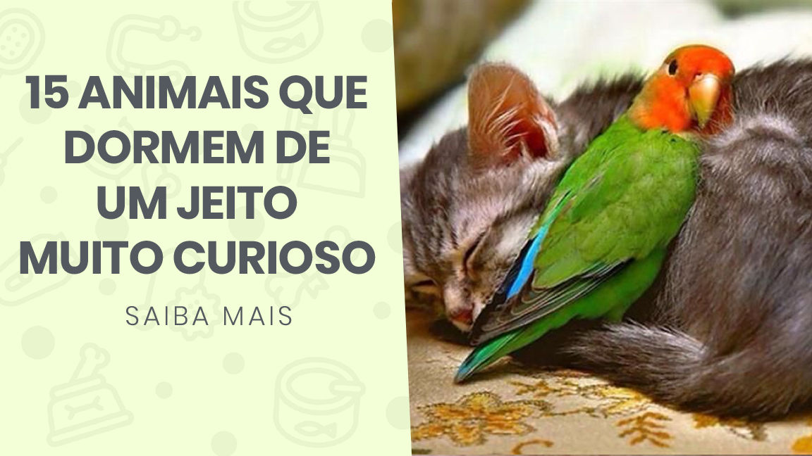 You are currently viewing 15 animais que dormem de um jeito muito curioso