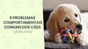 Read more about the article 5 Problemas comportamentais comuns nos cães