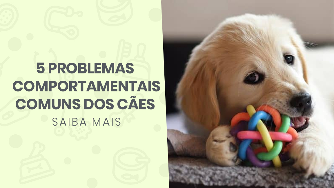 You are currently viewing 5 Problemas comportamentais comuns nos cães