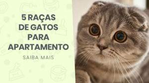 Read more about the article 5 raças de gato para apartamento