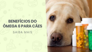 Read more about the article Benefícios do Ômega 6 para Cães