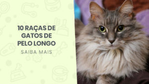 Read more about the article 10 raças de gatos com pelo longo