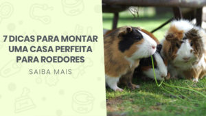 Read more about the article 7 dicas para montar uma casa perfeita para roedores