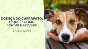 Read more about the article Doença do Carrapato: O que é, como tratar e previnir?