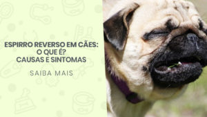 Read more about the article Espirro Reverso em cães: O que é, suas causas e sintomas