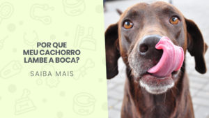 Read more about the article Por que meu cachorro lambe a boca?