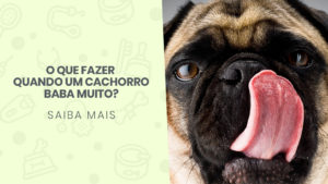 Read more about the article O que fazer quando um cachorro baba muito?