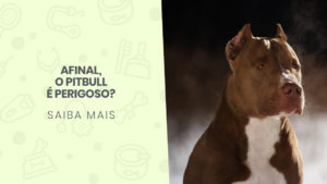 Read more about the article Afinal, o pitbull é perigoso?