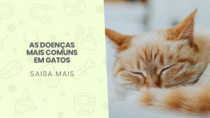 Read more about the article As doenças mais comuns em gatos