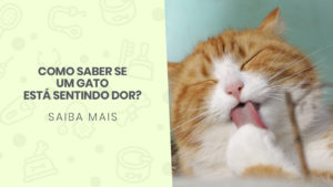 Read more about the article Como saber se um gato está sentindo dor?