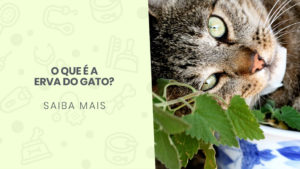 Read more about the article O que é a erva do gato?