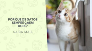 Read more about the article Por que os gatos sempre caem de pé?