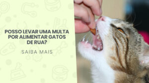 Read more about the article Posso levar uma multa por alimentar gatos de rua?