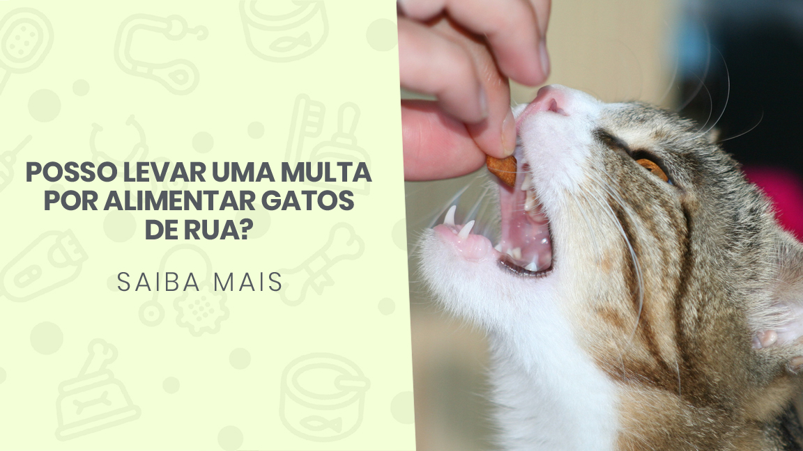 You are currently viewing Posso levar uma multa por alimentar gatos de rua?