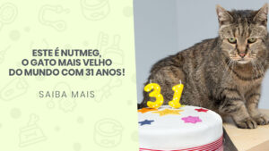 Read more about the article Este é Nutmeg, o gato mais velho do mundo com 31 anos!