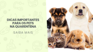 Read more about the article Dicas importantes para os pets na quarentena