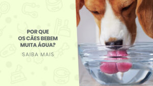 Read more about the article Por que os cães bebem muita água?