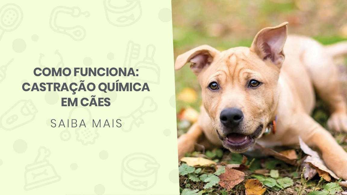 You are currently viewing Como funciona: Castração química em cães