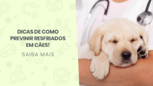 Read more about the article Dicas de como previnir resfriados em cães!