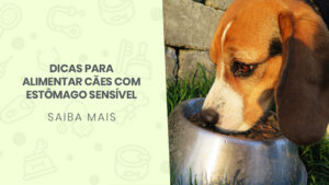 Read more about the article Dicas para alimentar cães com estômago sensível