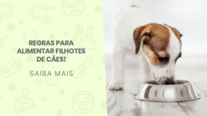 Read more about the article Regras para alimentar filhotes de cães!