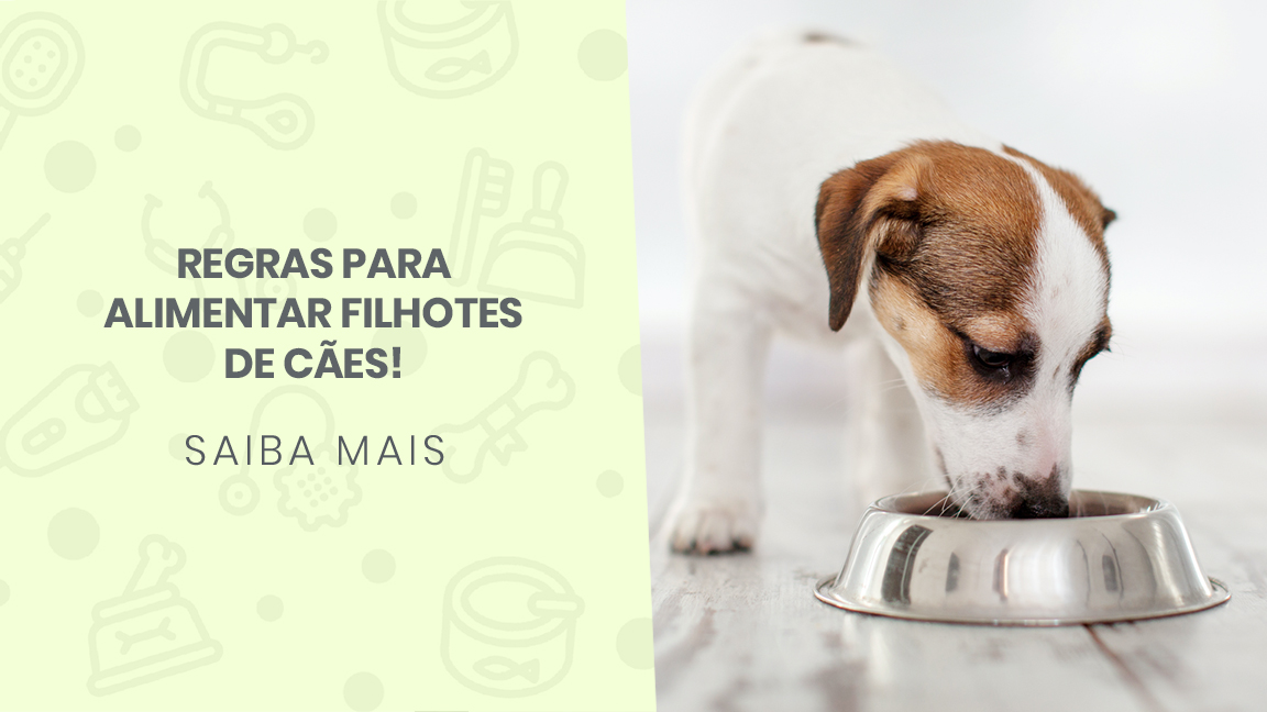 You are currently viewing Regras para alimentar filhotes de cães!