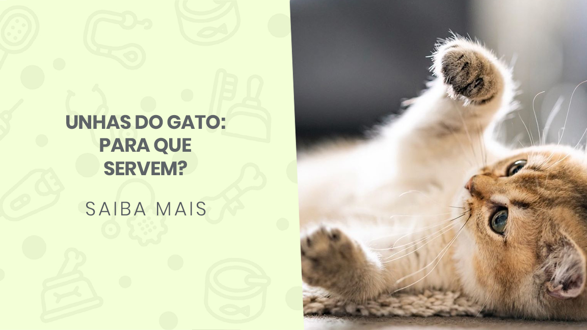 You are currently viewing Unhas do gato: para que servem?