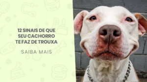 Read more about the article 12 sinais de que seu cachorro te faz de trouxa