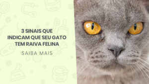 Read more about the article 3 sinais que indicam que seu gato tem raiva felina