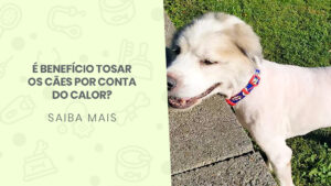 Read more about the article É benefício tosar os cães por conta do calor?