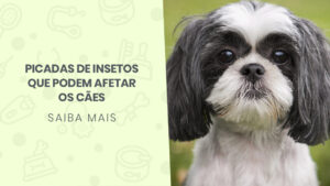 Read more about the article Picadas de insetos que podem afetar os cães