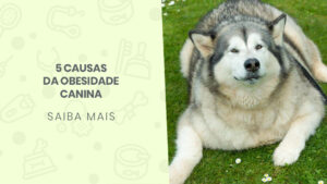 Read more about the article 5 causas da obesidade canina