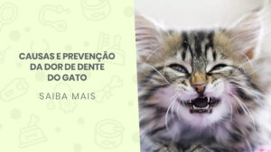 Read more about the article Causas e prevenção da dor de dente do gato