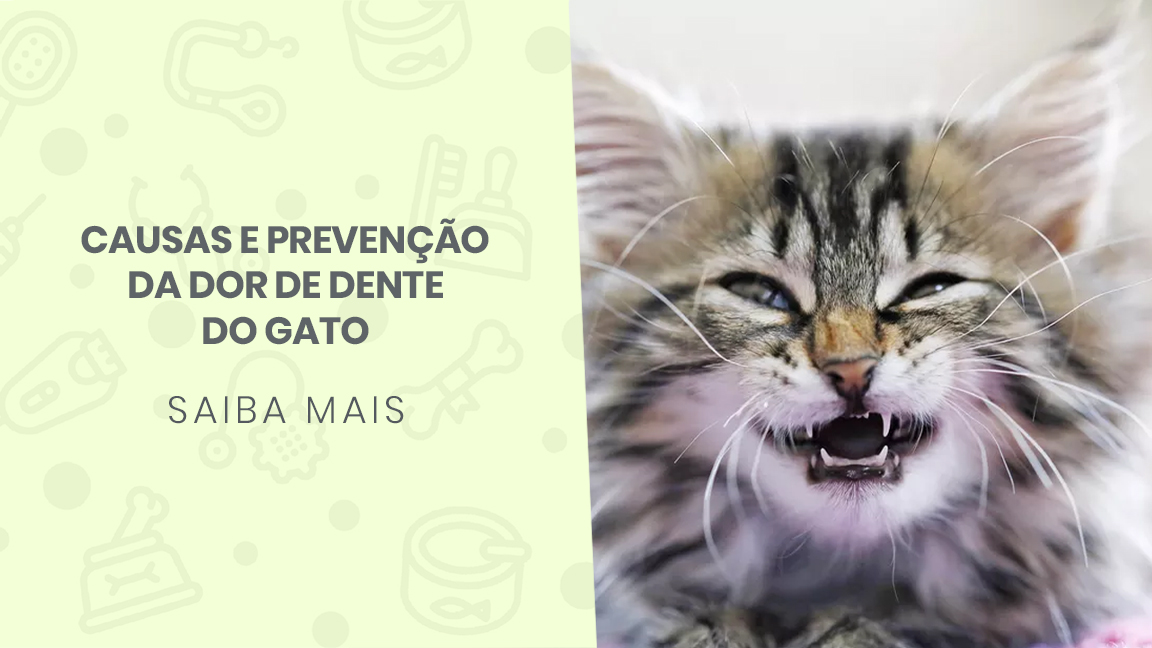 You are currently viewing Causas e prevenção da dor de dente do gato