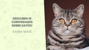 Read more about the article Descubra 16 curiosidades sobre gatos!