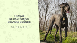 Read more about the article 11 raças de cachorros grandes e dóceis