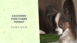 Read more about the article Cachorro pode comer pepino?