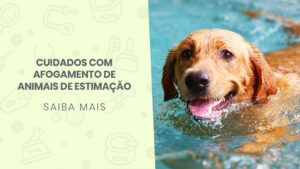 Read more about the article Cuidados com afogamento de animais de estimação