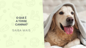 Read more about the article O que é a tosse canina?