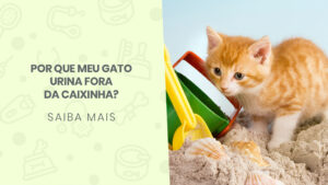 Read more about the article Por que meu gato urina fora da caixinha?