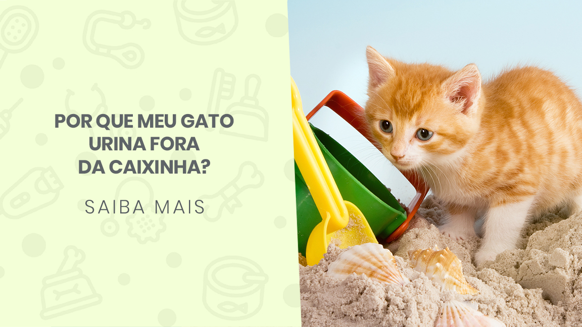 You are currently viewing Por que meu gato urina fora da caixinha?