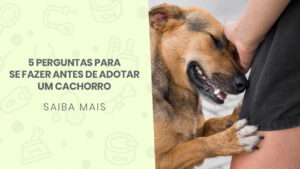 Read more about the article 5 perguntas para se fazer antes de adotar um cachorro