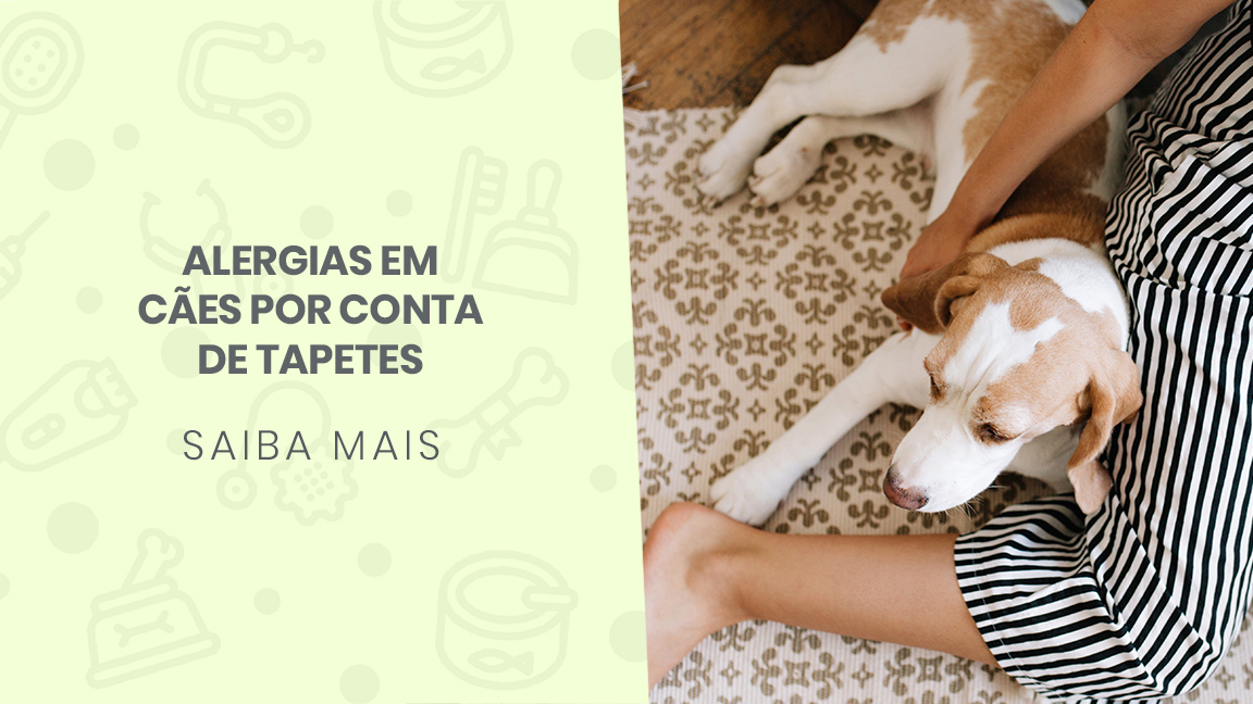 You are currently viewing Alergias em cães por conta de tapetes