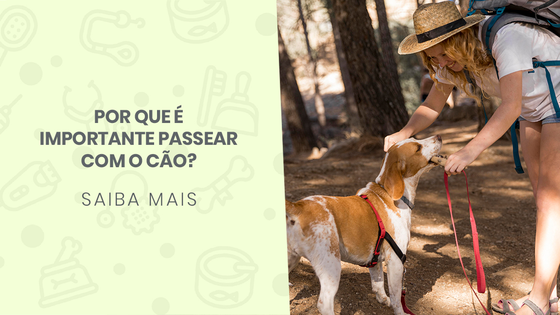 You are currently viewing Por que é importante passear com o cão?