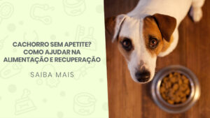 Read more about the article Cachorro sem apetite? Como ajudar na alimentação e recuperação