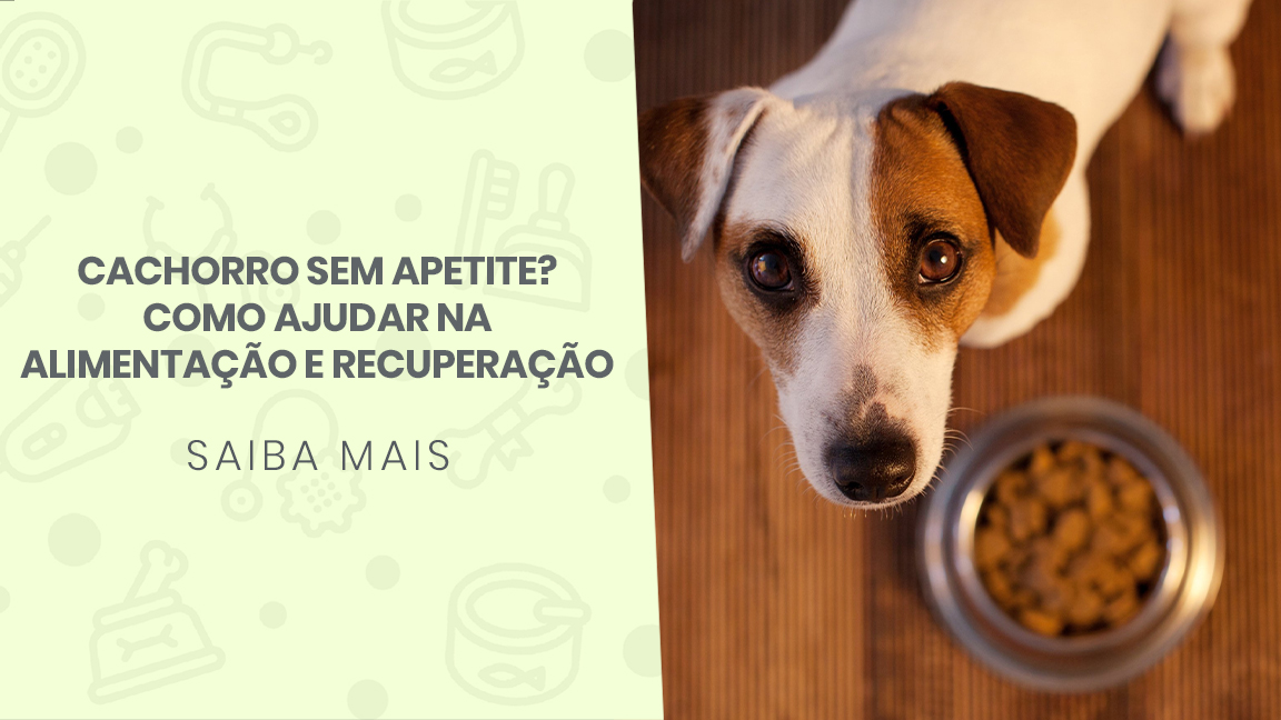 You are currently viewing Cachorro sem apetite? Como ajudar na alimentação e recuperação